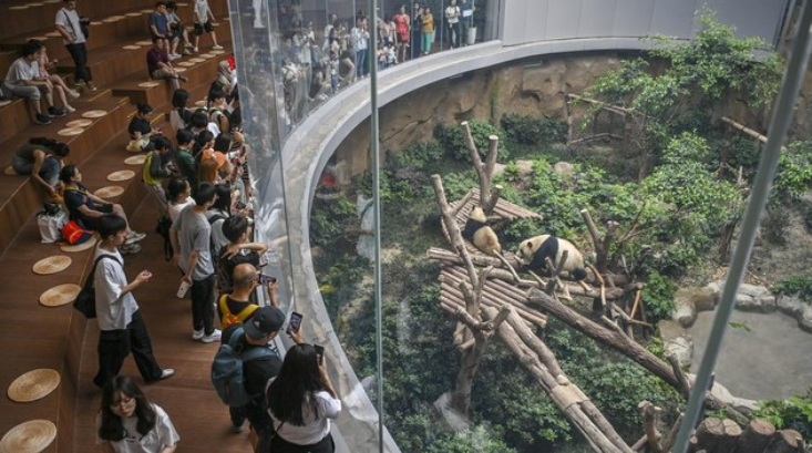 Berulah di Taman Panda, Turis di China Dilarang Datang Seumur Hidup