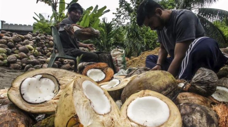 Alasan Kenapa Dilarang Bawa Buah Kelapa saat Naik Pesawat