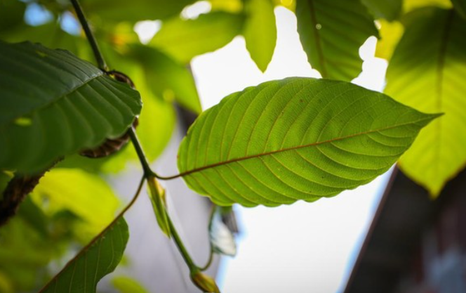 Pro-Kontra Manfaat Kratom, Bisa Atasi Lelah sampai Gangguan Kecemasan