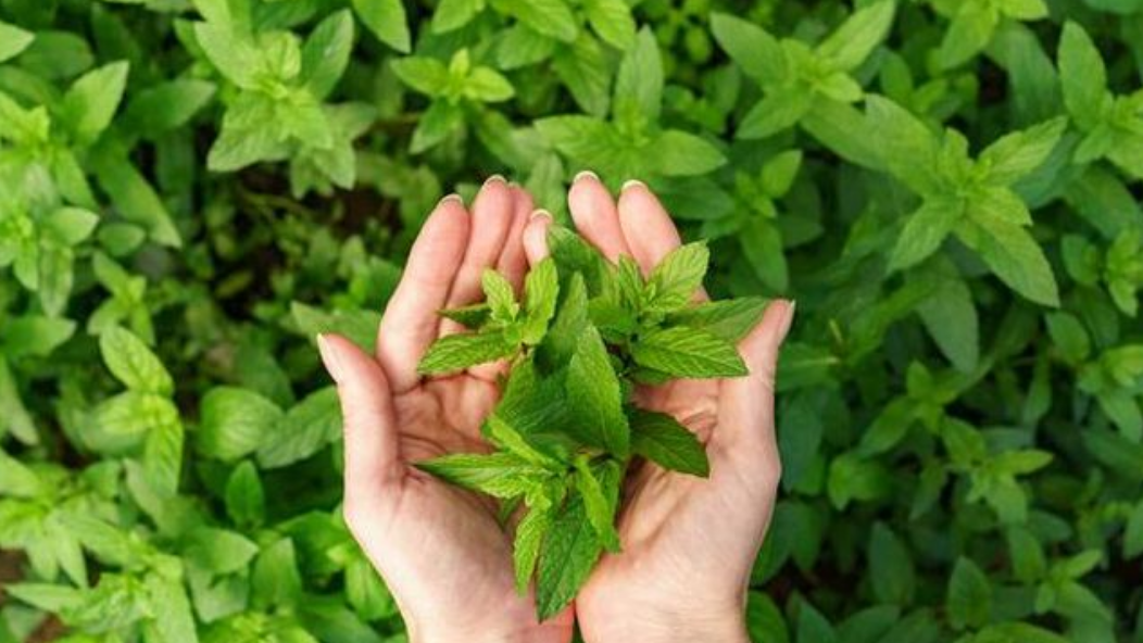 5 Daun untuk Asam Urat, Tak Perlu Repot Cukup Direbus